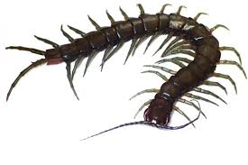 rüyada çiyan görmek