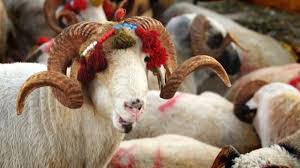 Kurbanlık fiyatları el yakıyor! Büyükbaş kurbanlık fiyatı ne kadar?